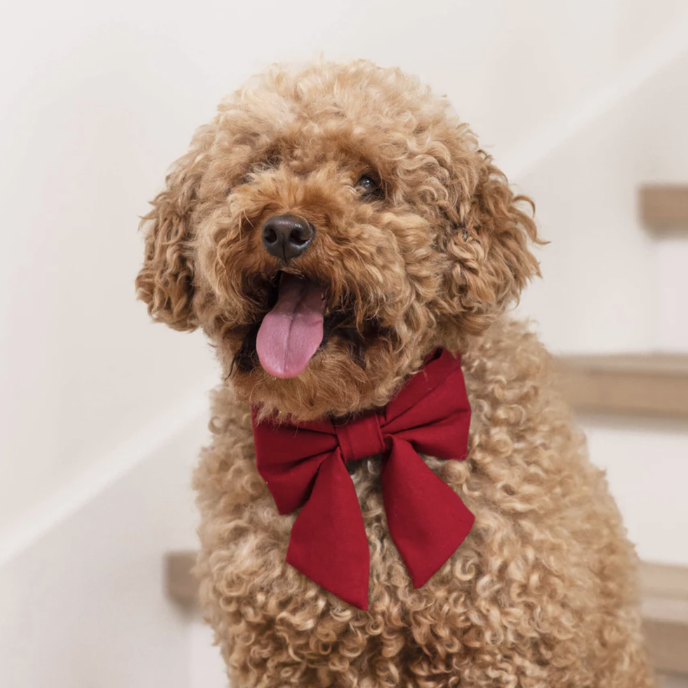 12 Perfect Dog Christmas Gifts for the Holidays - Petmate Gift Guides