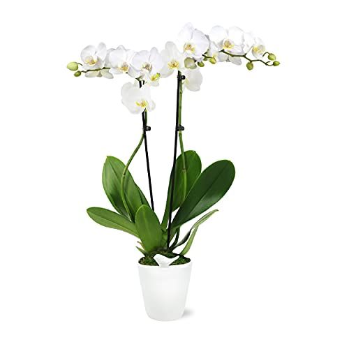 White Moth Orchid in Pot