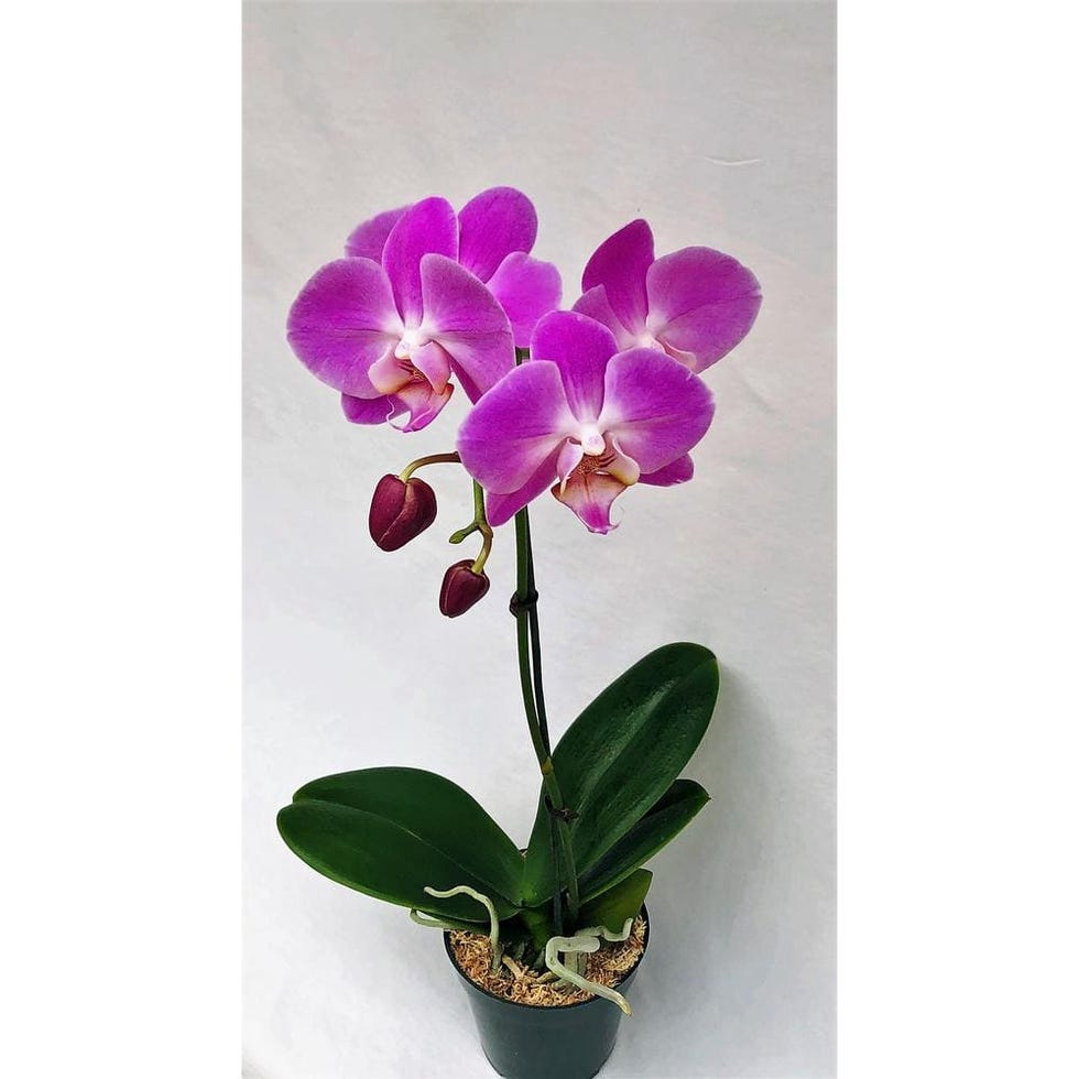 How to Care for Orchids - Tips for Growing Orchids