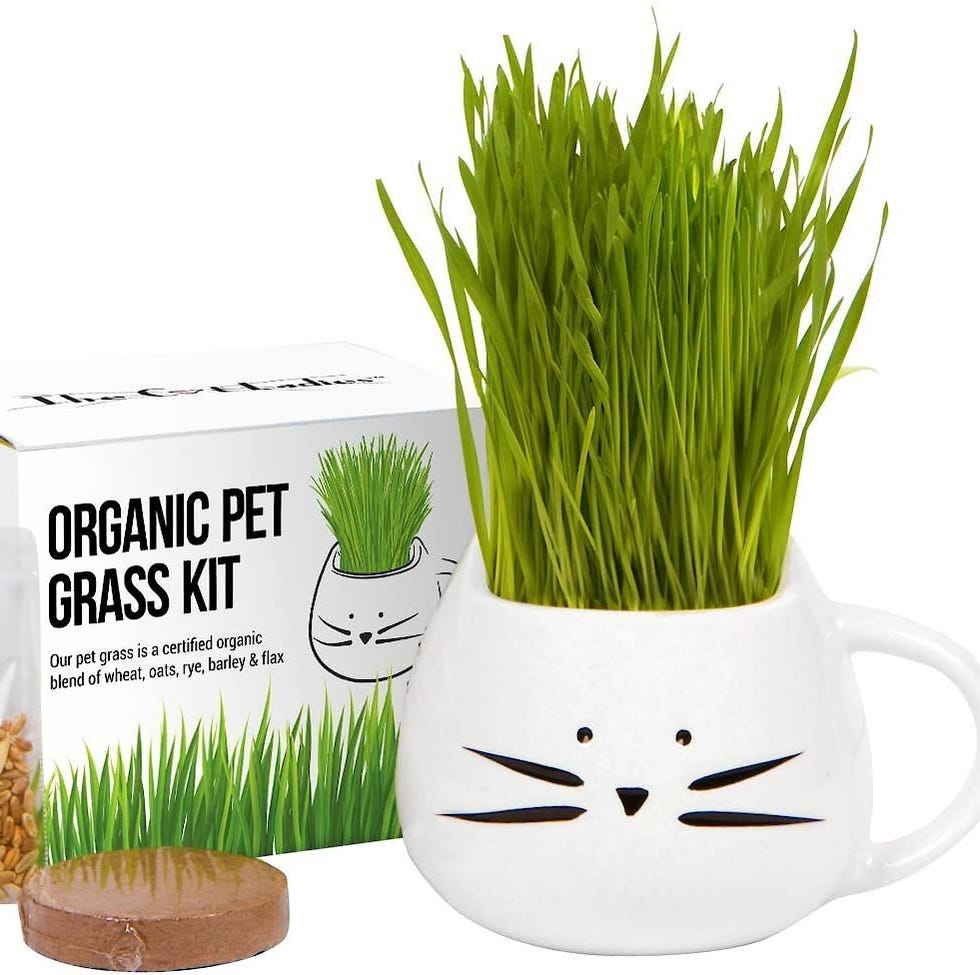 Organic Pet Grass Grow Kit with Planter Organic Pet Grass Grow Kit with Planter