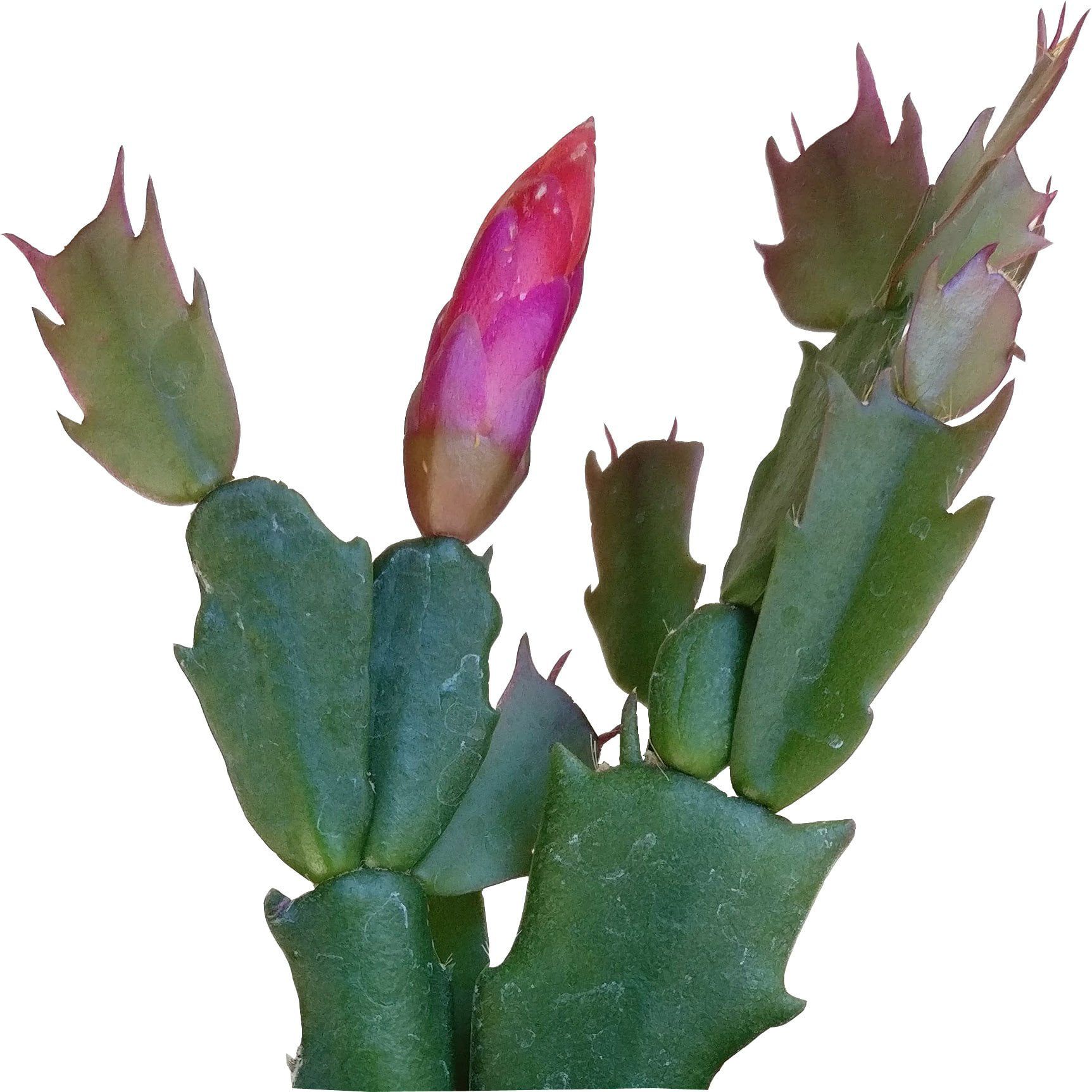 Christmas Cactus Thanksgiving Cactus, Winter Bloom Holiday Cactus - 4 inch