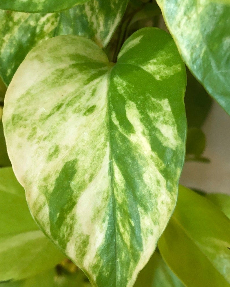 Pothos Epipremnum aureum 'Variegated Neon' - Gabriella Plants