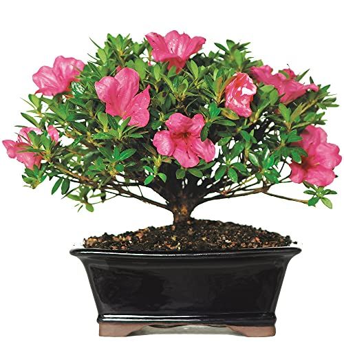 Azalea Outdoor Tree