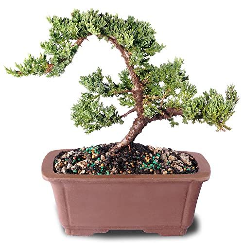 Brussel's Live Green Mound Juniper Outdoor Bonsai Tree - 5 Years Old; 6" to 10" Tall with Decorative