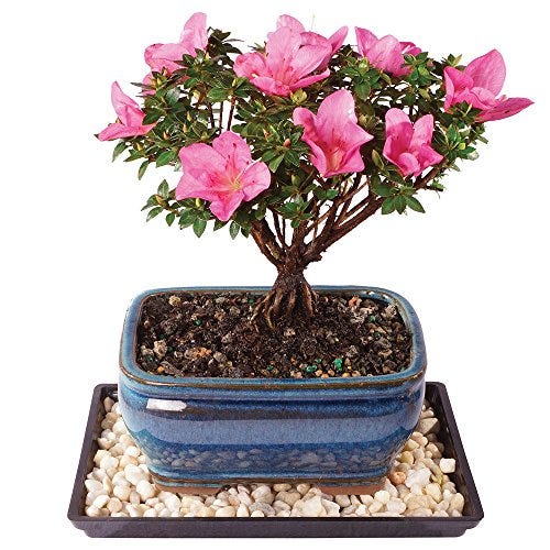 Pokok Bonsai Azalea