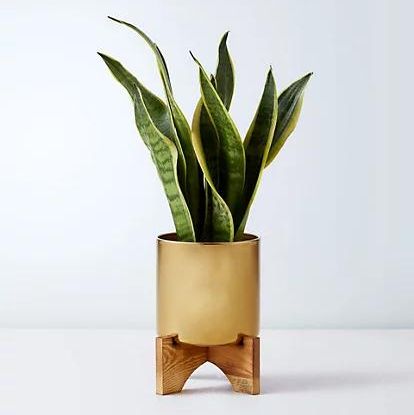 Sansevieria Tin with Wooden Stand