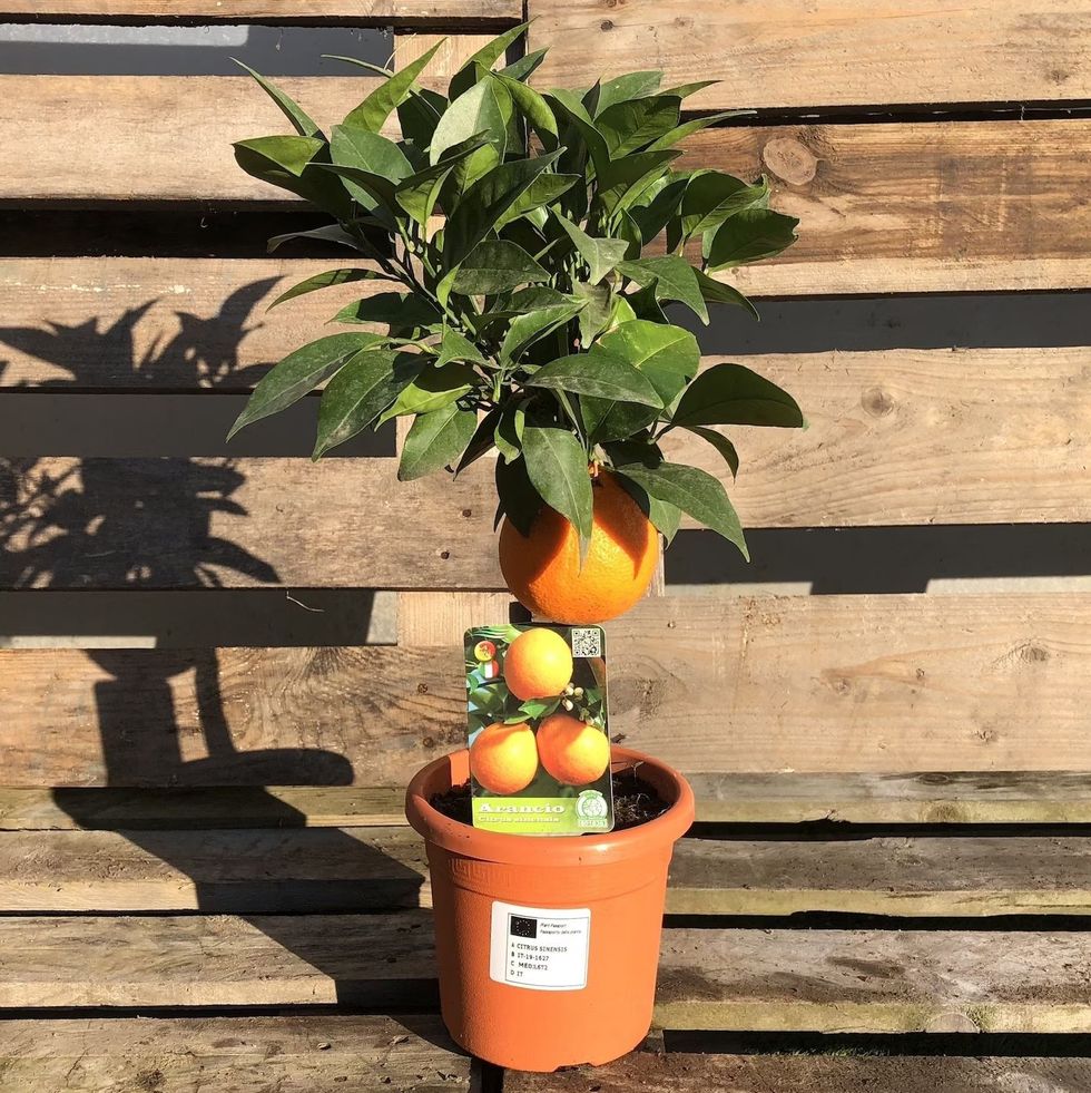 Mini Orange Citrus Tree