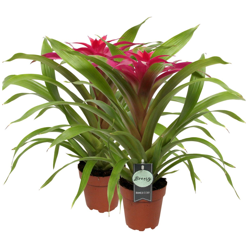 Bromelia