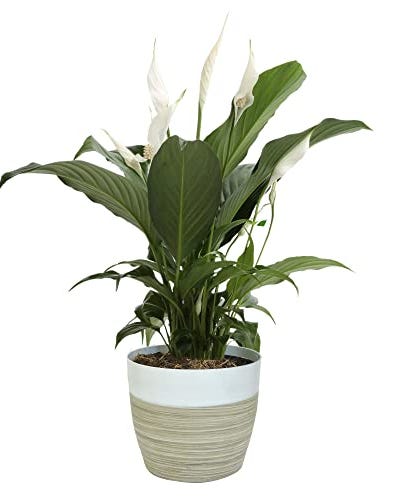 peace lily