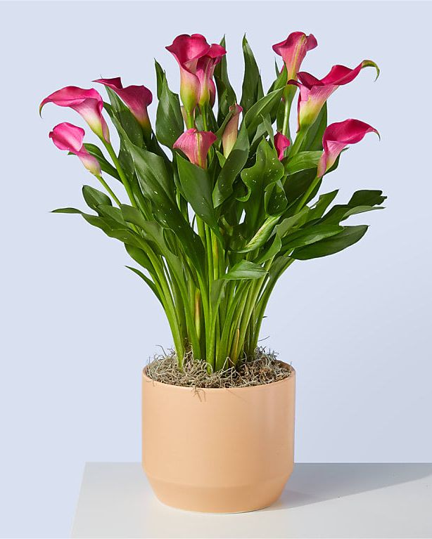 ProFlowers My Darling Pink Calla Lily Plant