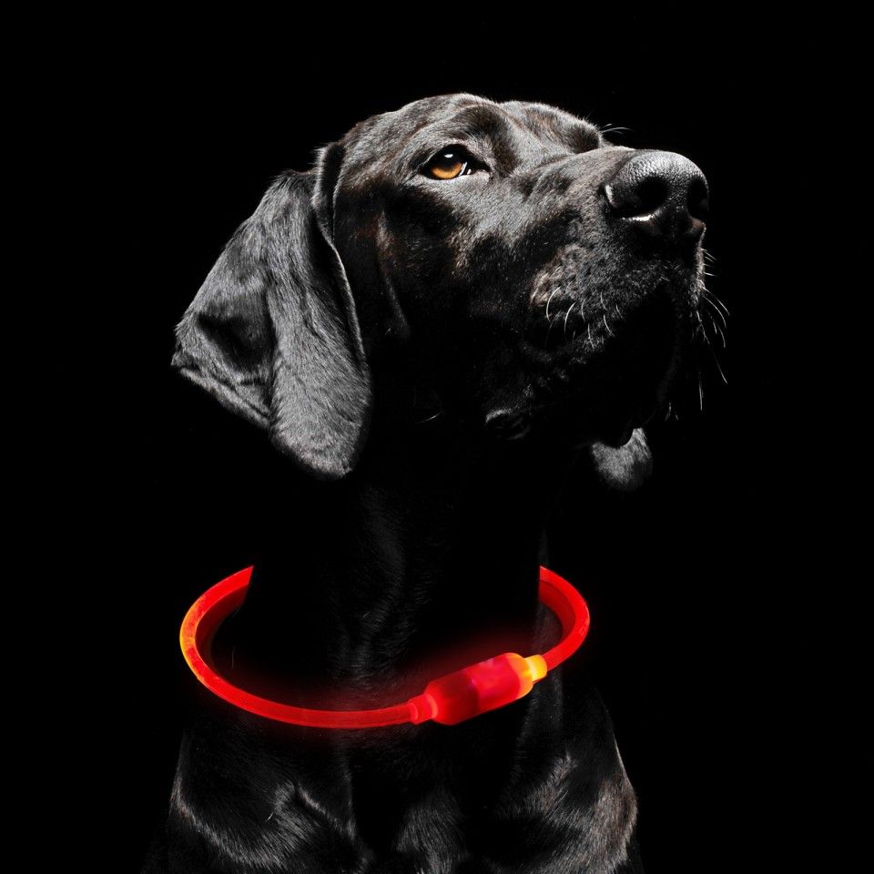 Rechargeable Collar Light - Findables