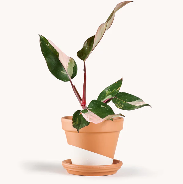Philodendron Pink Princess