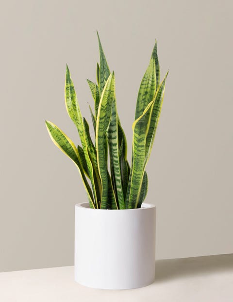 Freshen Up Your Space in 2023 With These Discounted Houseplants