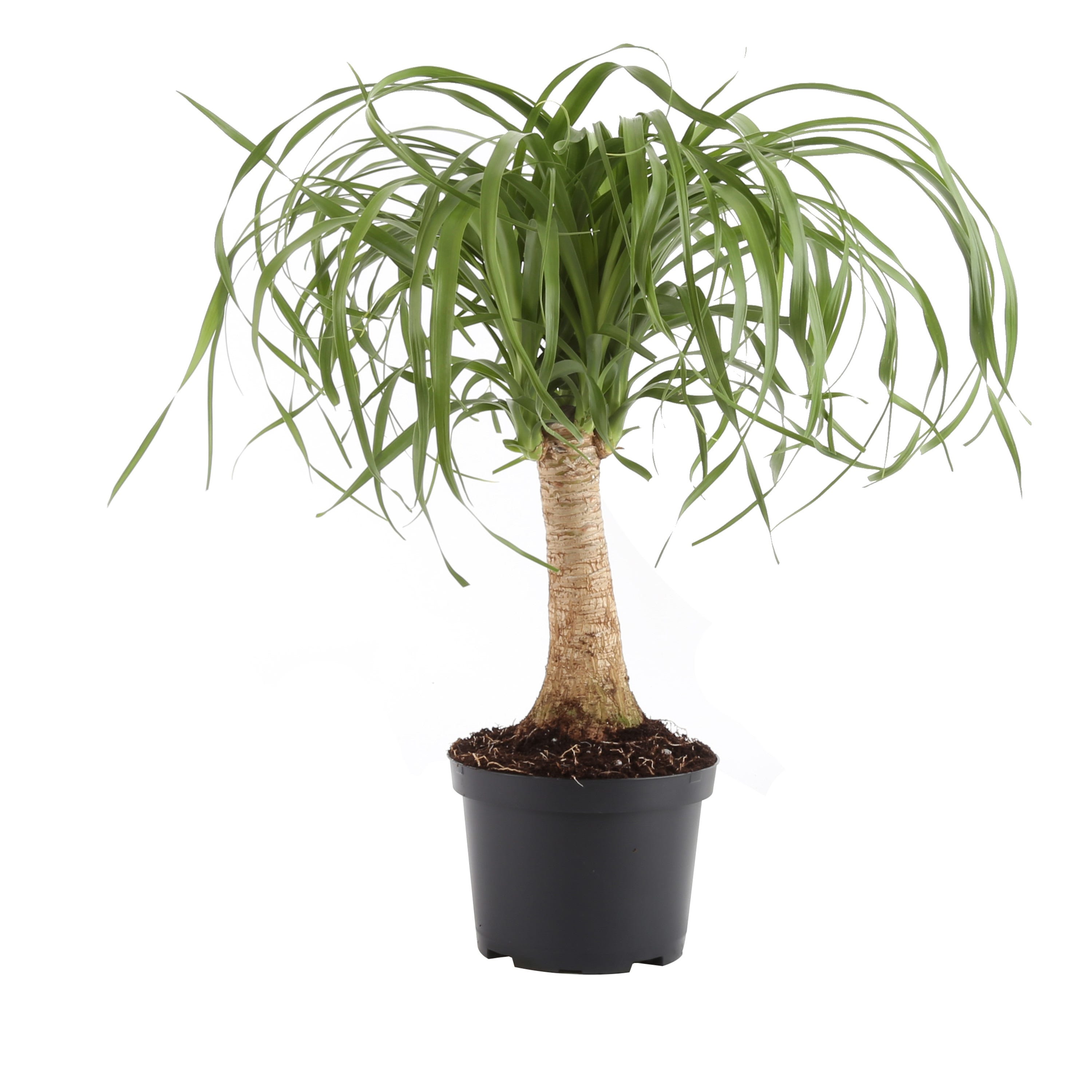 20 Best Indoor Trees and Plants — Cute, Easy-to-Grow Houseplants