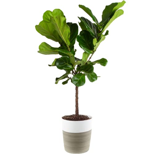 Fiddle Leaf Fig Tree