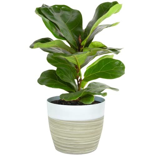 A Bunch of Cheap Houseplants Are on Sale on Amazon Today