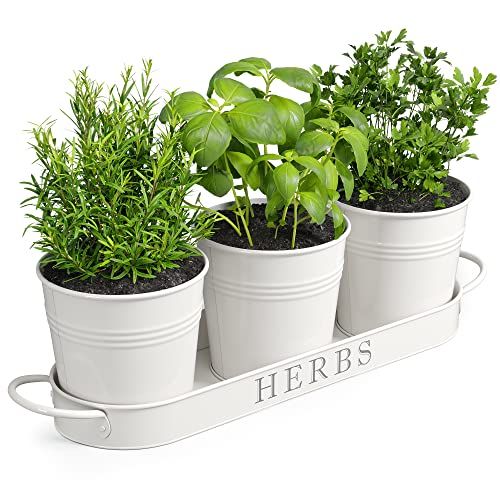 Herb Garden Planter Set 