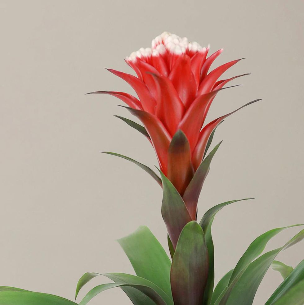 Indoor Flowering Plants for - Indoor Blooming Plants