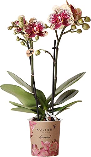Orquídea 