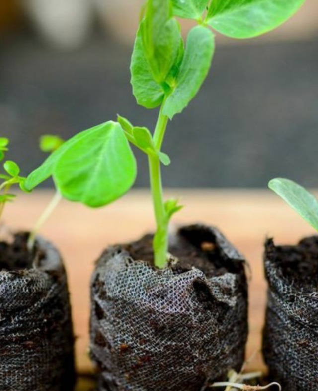 Urban Organic Gardener