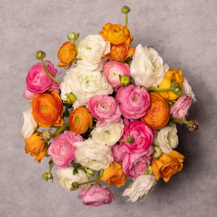 Ranunculus Surprise Ranunculus Surprise