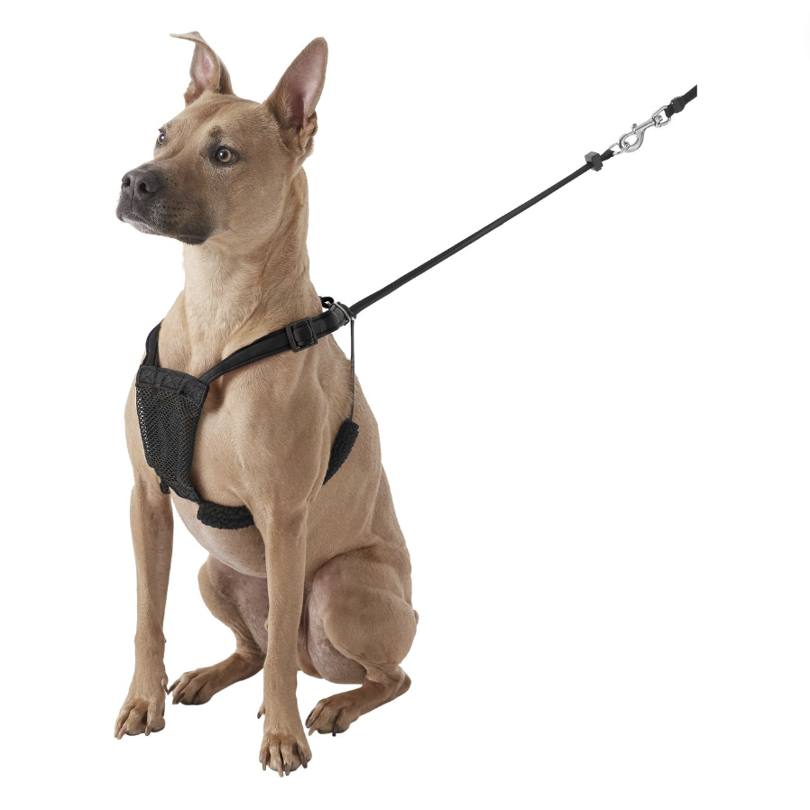  Luxury Dog Collar Leash Set Harness Designer Small and  Medium-Sized Dog Pet Collar Pug Chihuahua Adjustable Dog Collar Set Strong  Protection Safe pet Leash (Color : Leash, Size : S) 