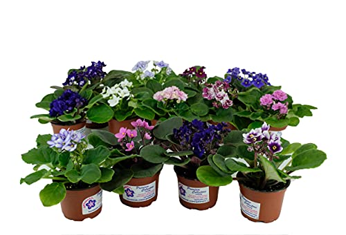 African Violet 