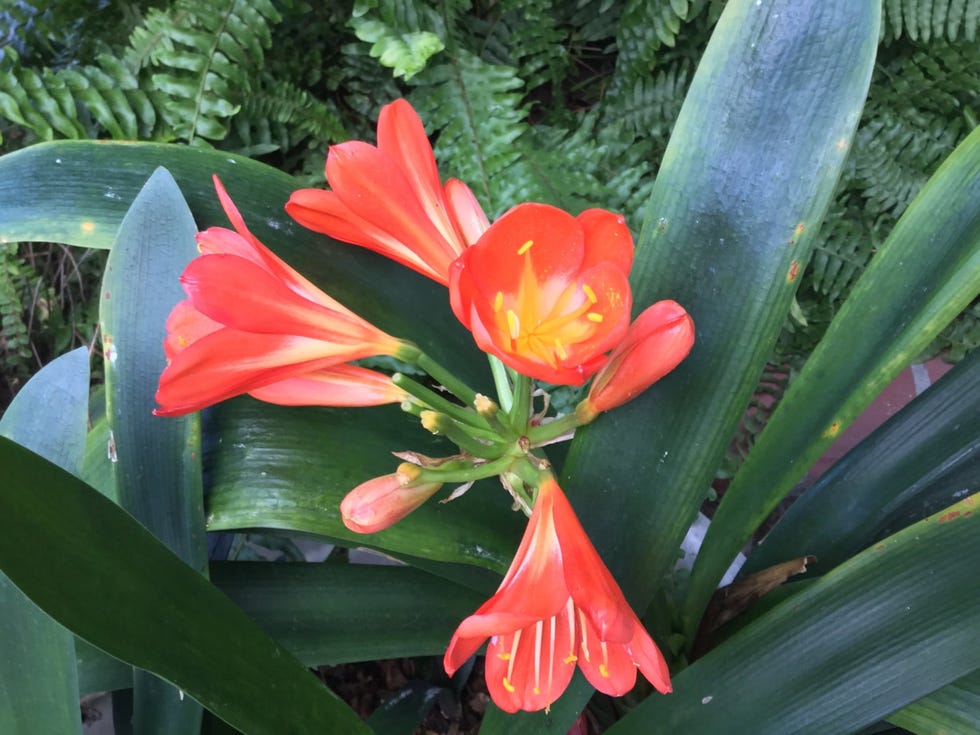 Clivia 