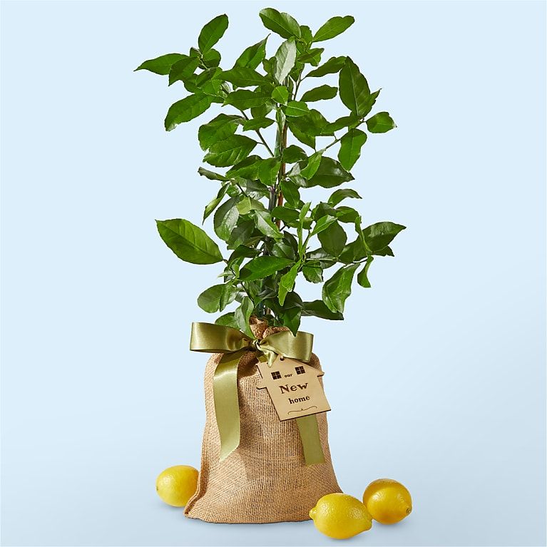 Housewarming Meyer Lemon Tree