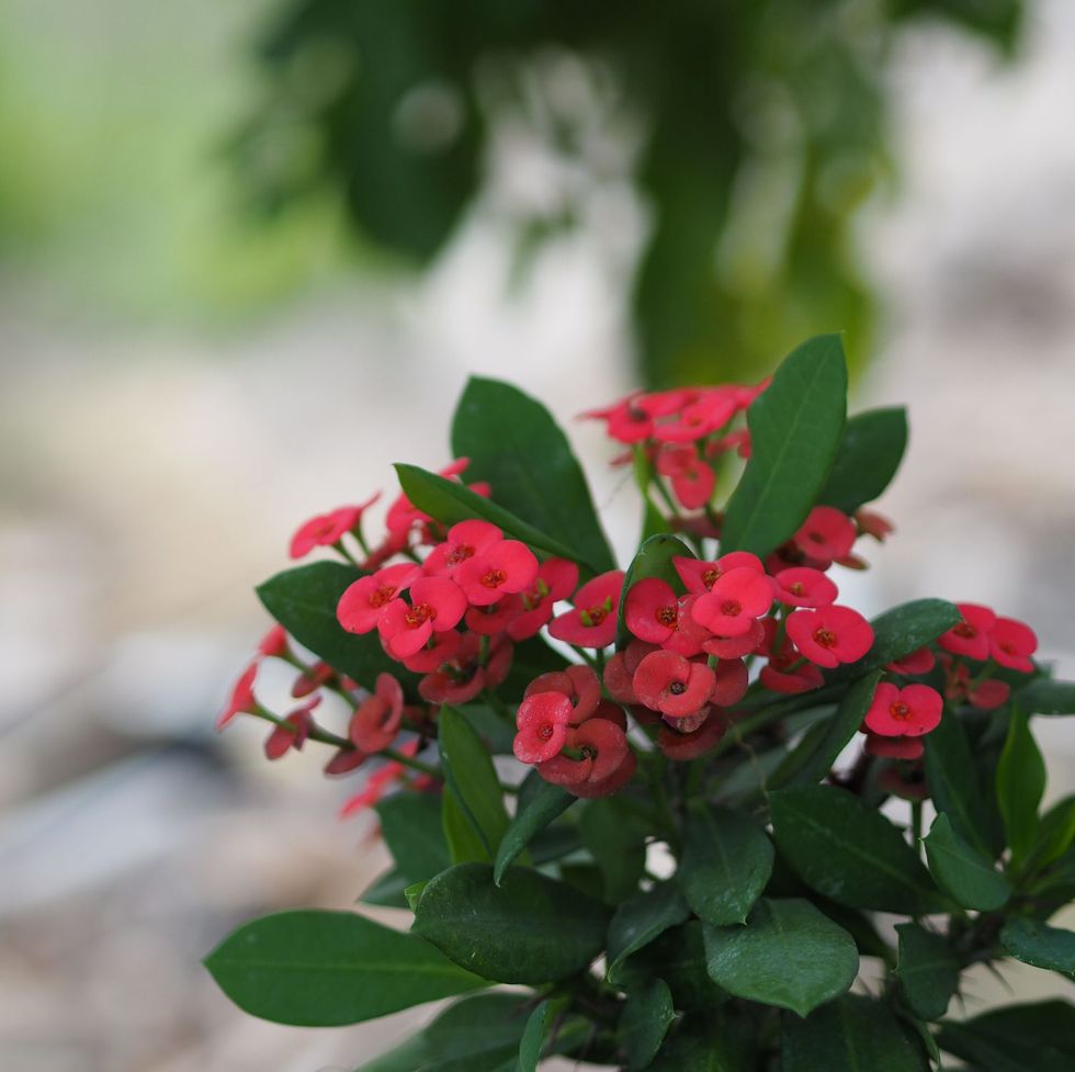 Red Flowering Houseplants: Learn About Common Houseplants With Red Flowers