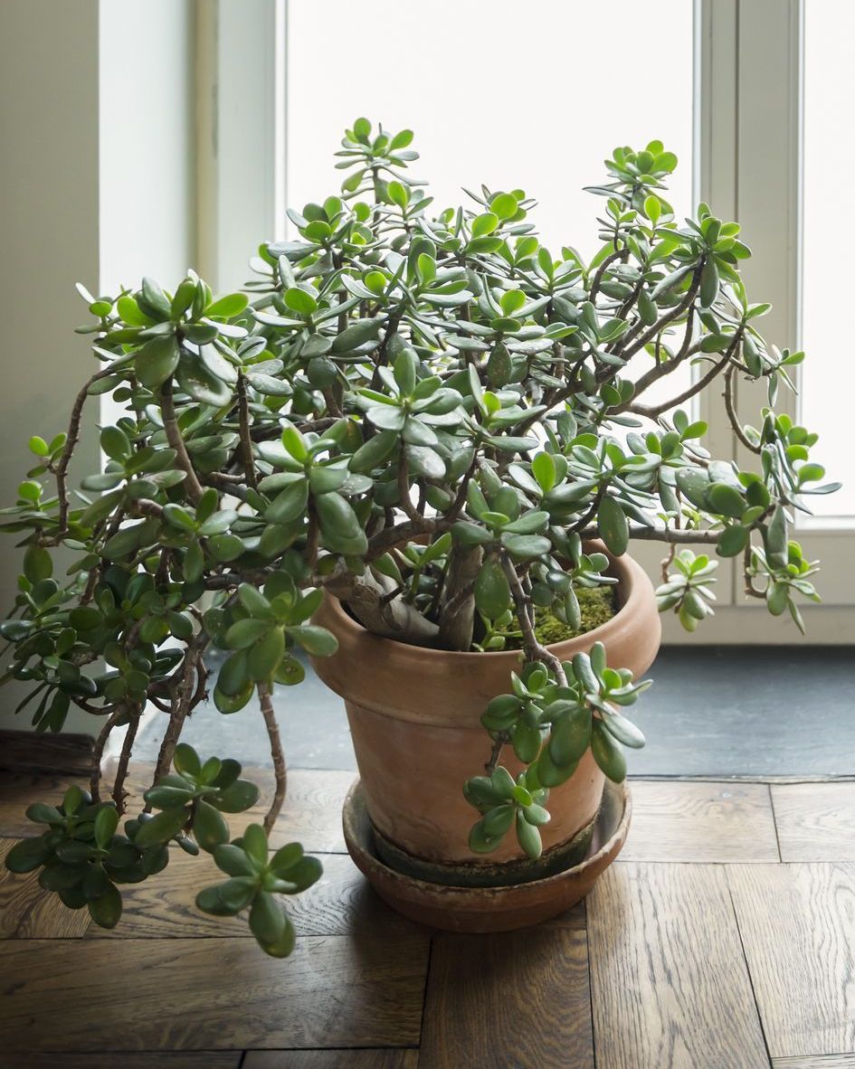 20 Best Indoor Plants To Brighten Every Room 2023