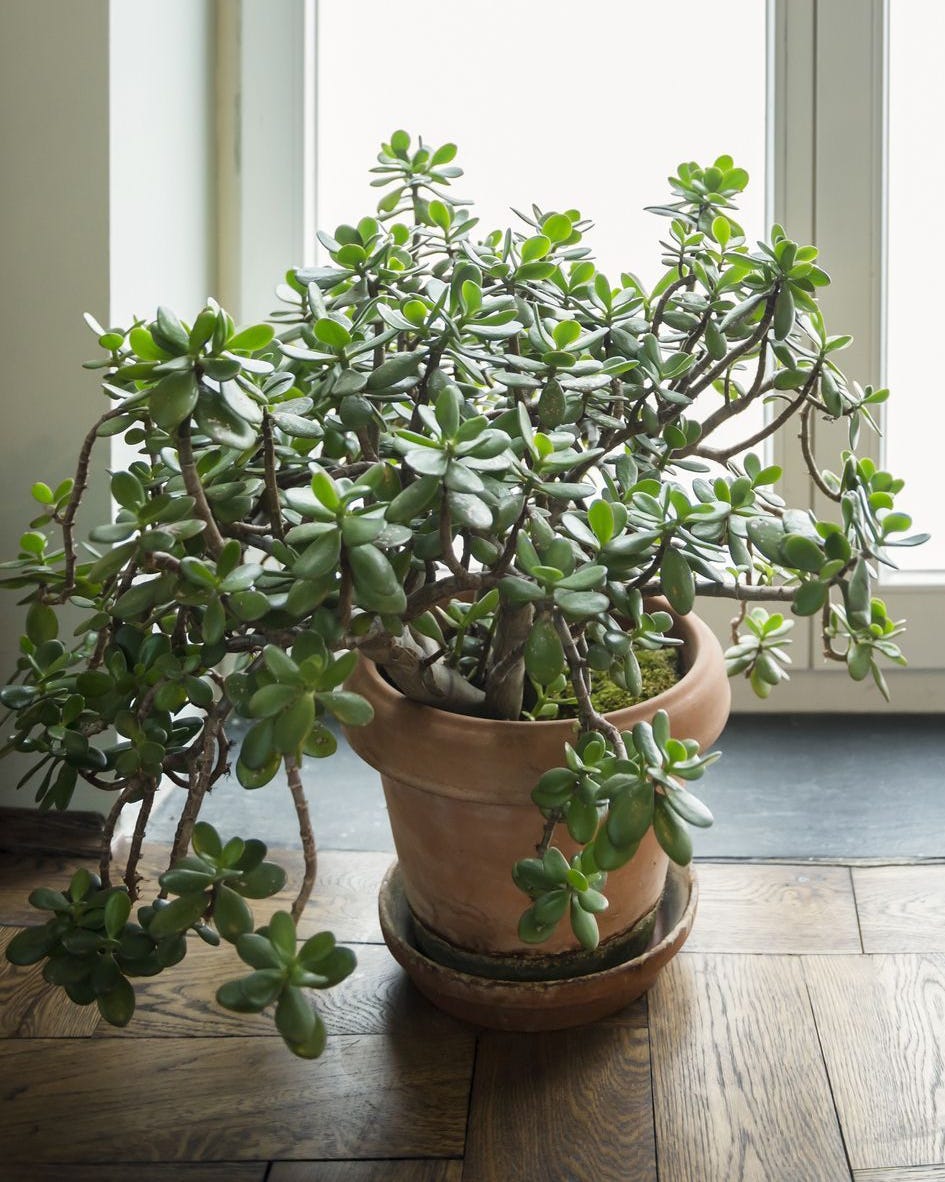 jade plant