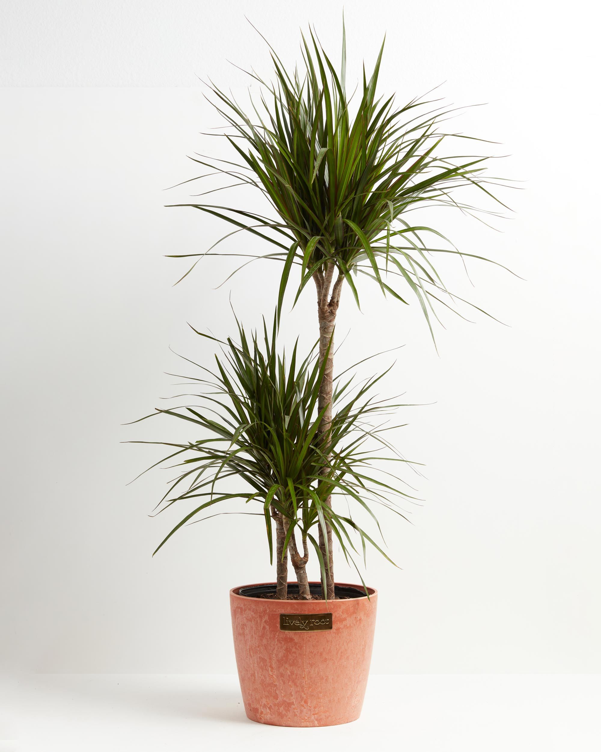 Indoor plants,long-stemmed plants,with offers pots -Tn