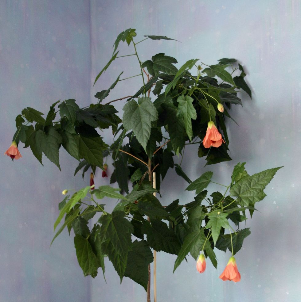16 Indoor Flowering Plants for 2023 — Top Houseplant Flowers