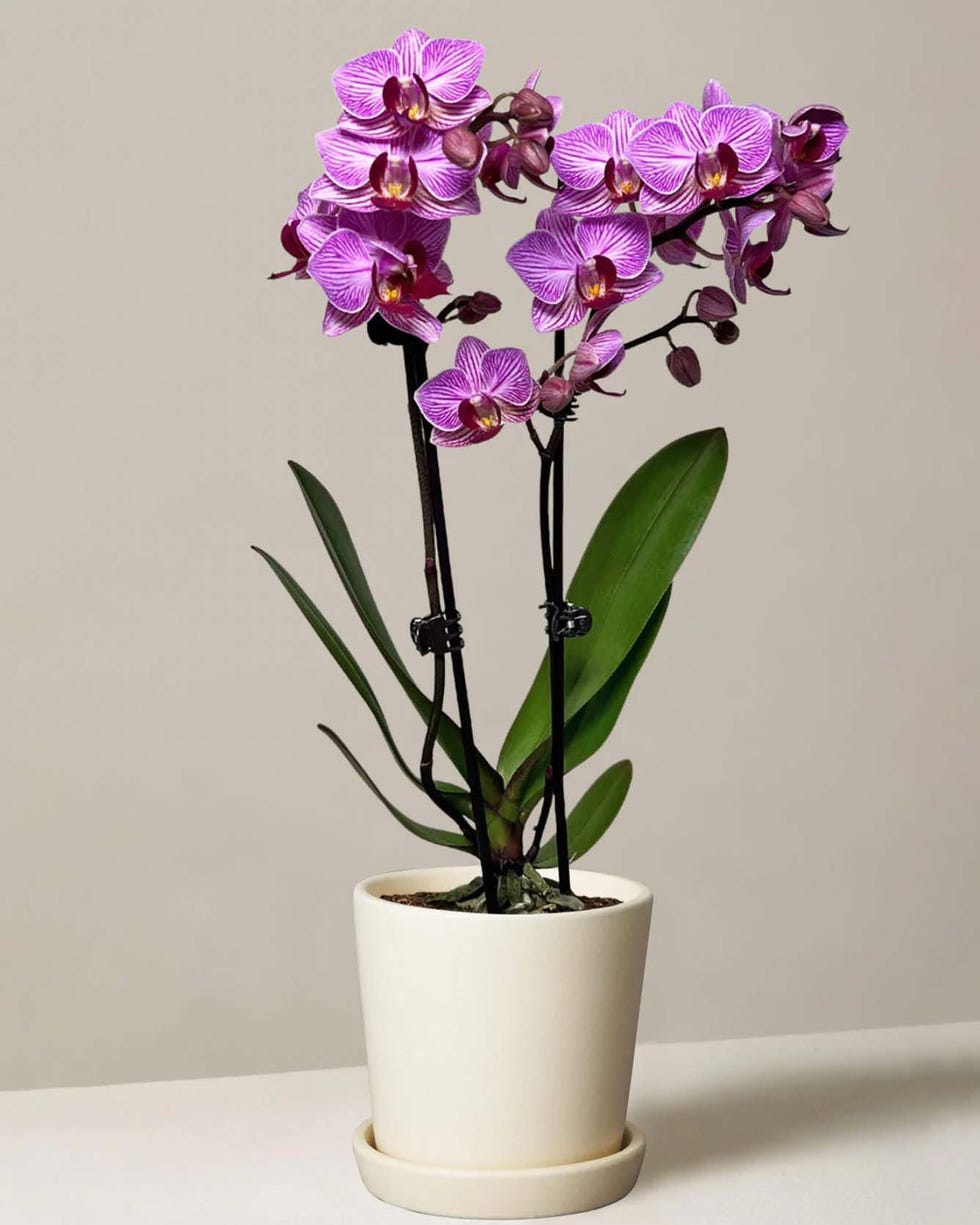 Phalaenopsis orchid