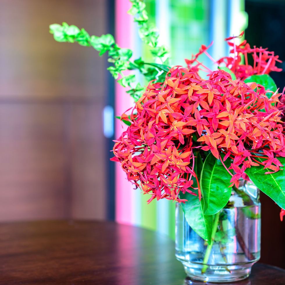 20 Best Indoor Flowering Plants - Easiest Flowers to Grow Indoors