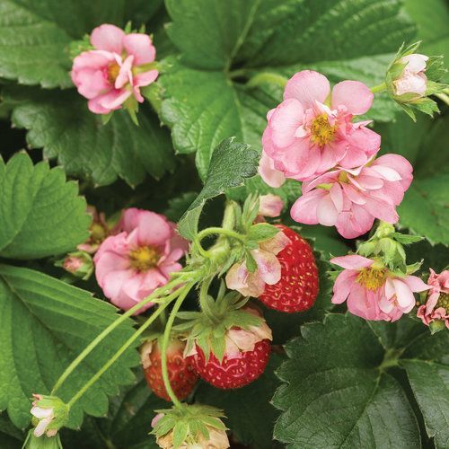 Strawberry 'Berried Treasure Pink'