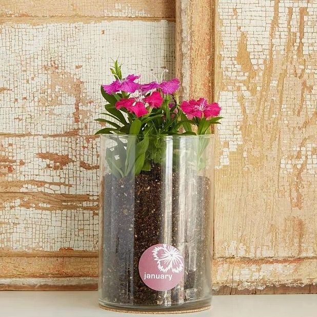 Carnation Flower Grow Kit
