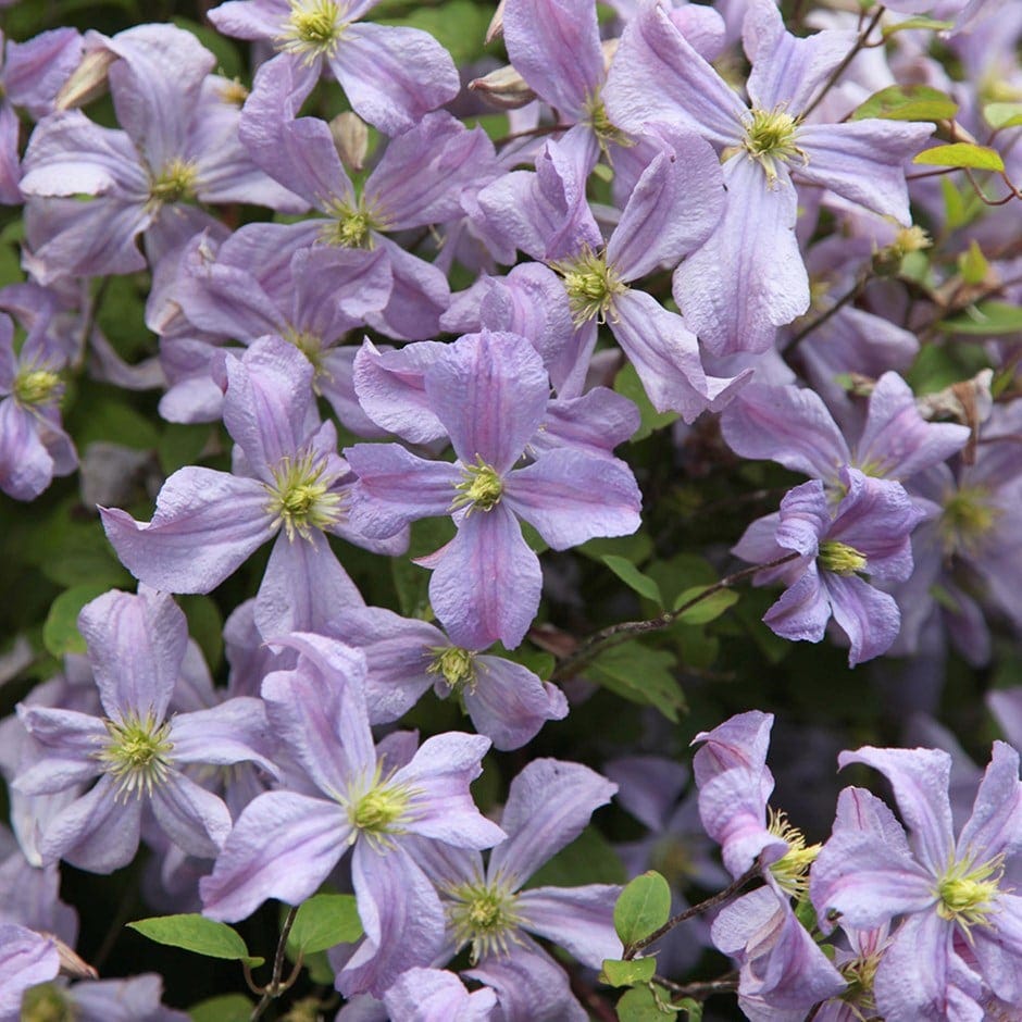 Clematis 'Prince Charles'