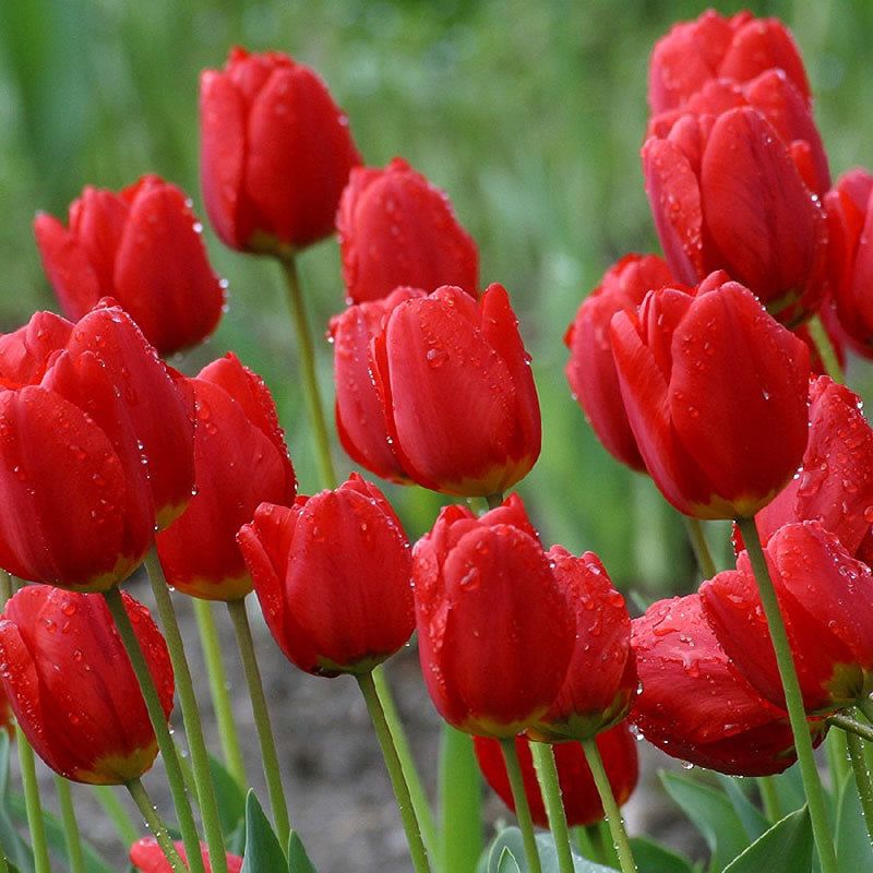 'Red Impression' Tulips