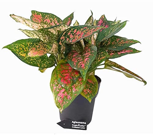 Aglaomena Crimson Love