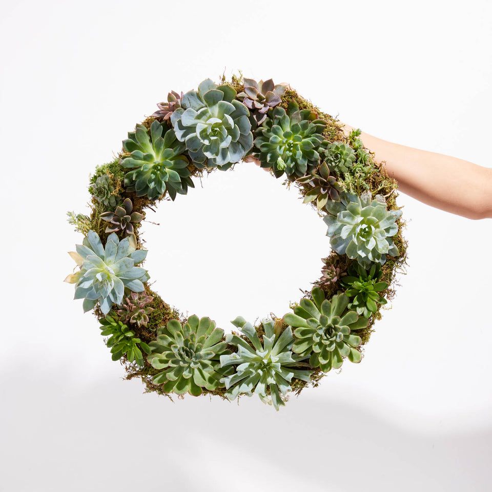 Fresh Live Succulent Wreath