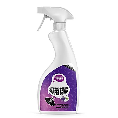House pests: Use 36p natural scent to repel moths from homes in summer -  'most effective