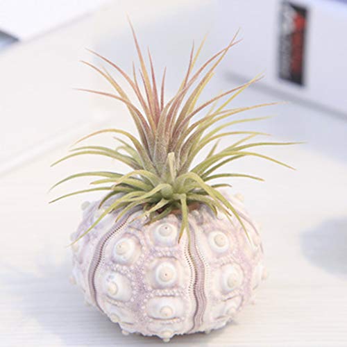 Erizo de mar natural para planta de aire