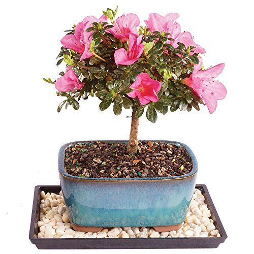 Azalea Outdoor Bonsai Tree