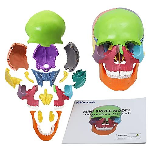 Anatomy Skull Model 