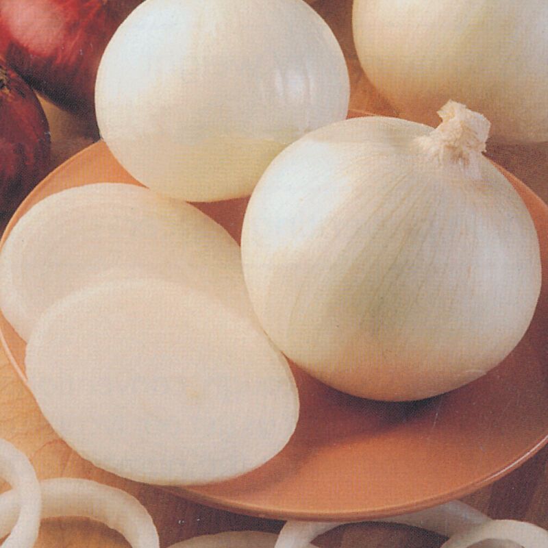 Sierra Blanca Bulbing Onions