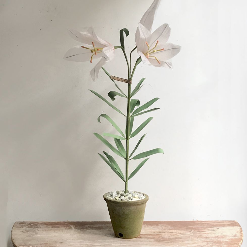 The Green Vase Potted Easter Lily