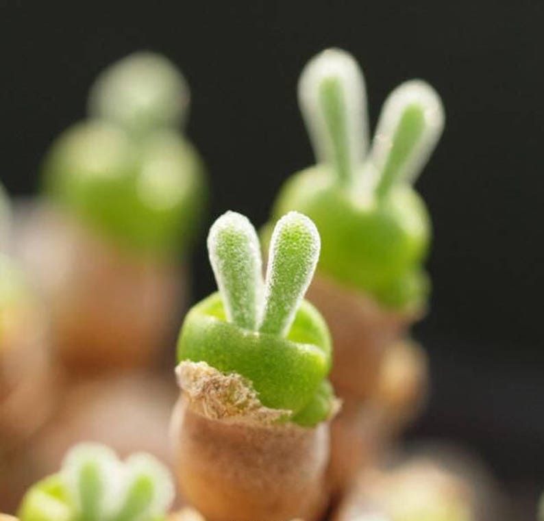Bunny Succulents