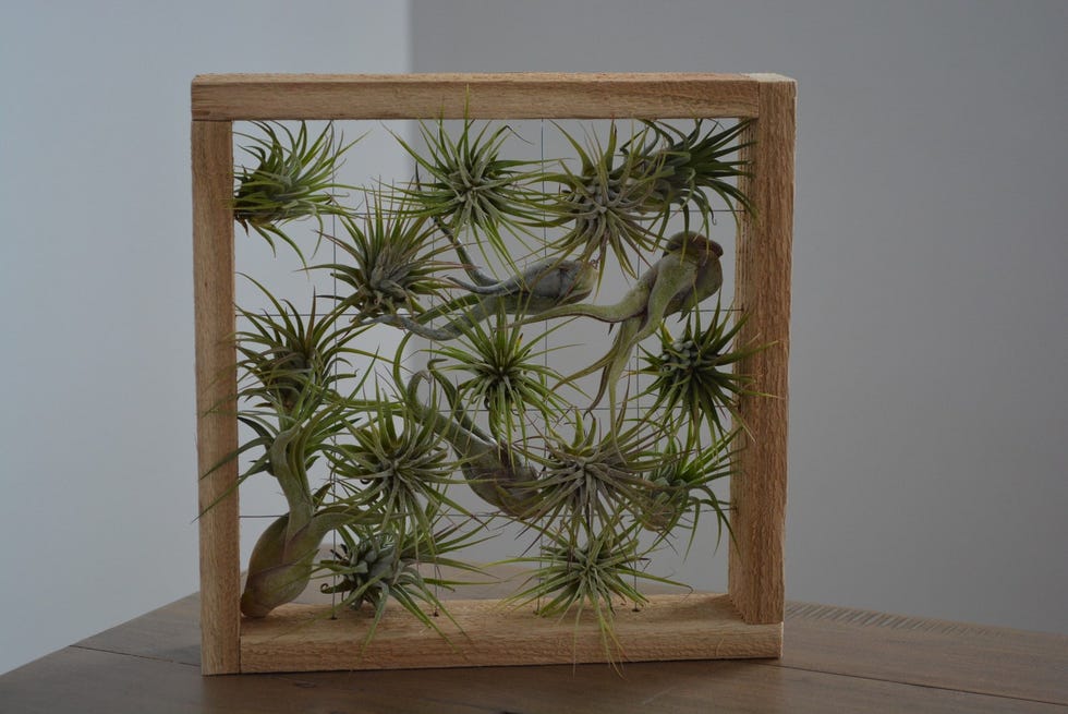 Air Plant Care Tips - Best Air Plant Planters